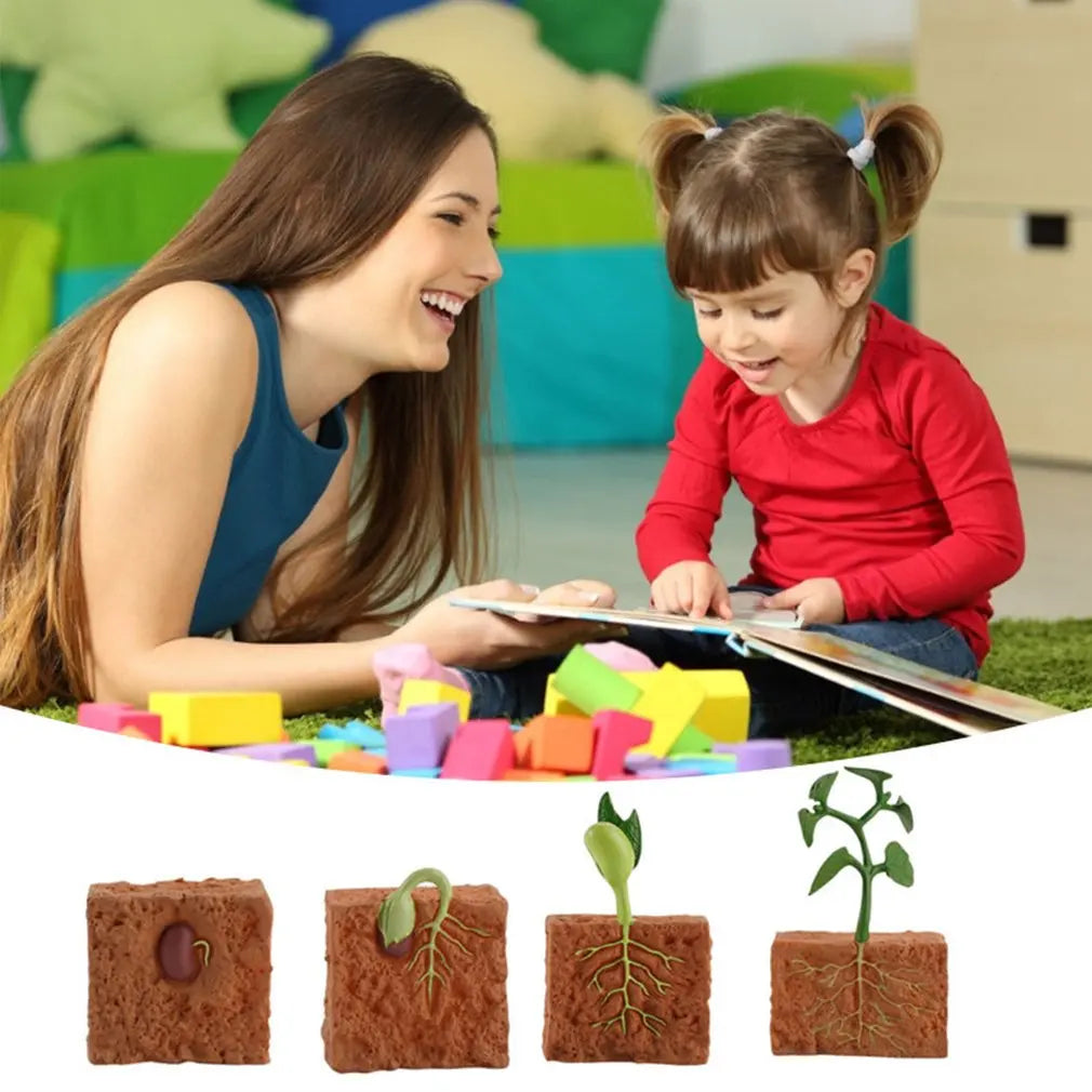 Simulation Life Cycle of a Green Bean Plant