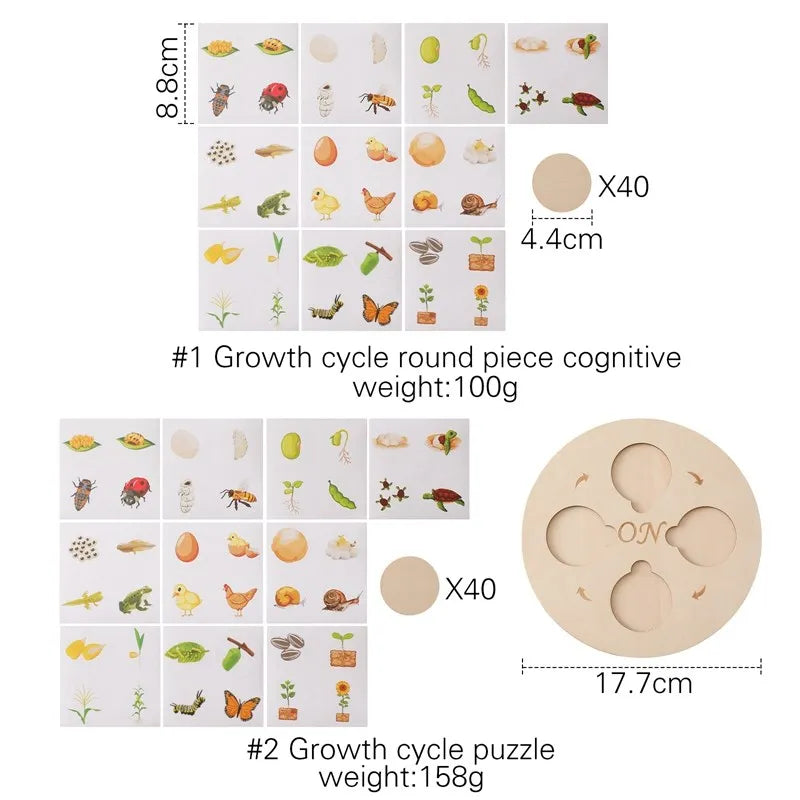 Wooden Montessori Animal Life Cycle