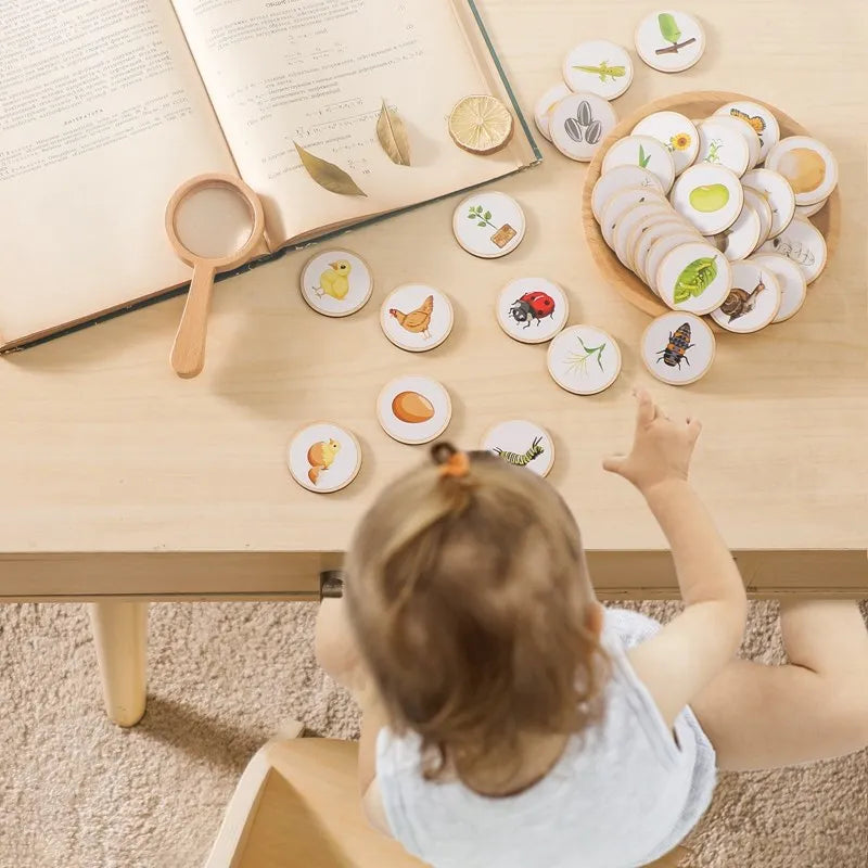 Wooden Montessori Animal Life Cycle