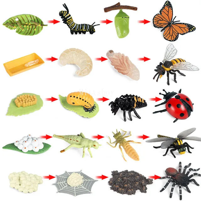 Montessori Animals and  insects Life Cycle Wooden Board Set