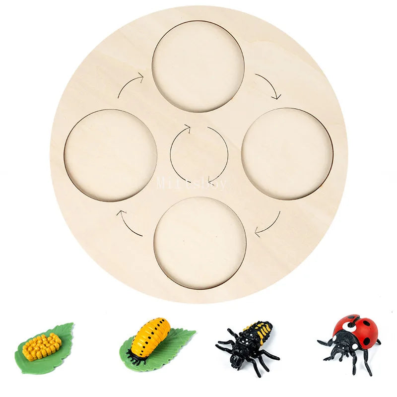 Montessori Animals and  insects Life Cycle Wooden Board Set