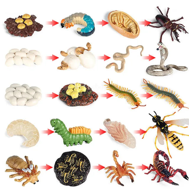 Montessori Animals and  insects Life Cycle Wooden Board Set