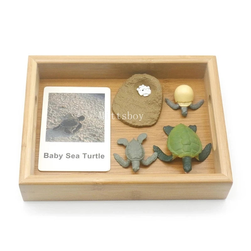 Montessori Animals and  insects Life Cycle Wooden Board Set