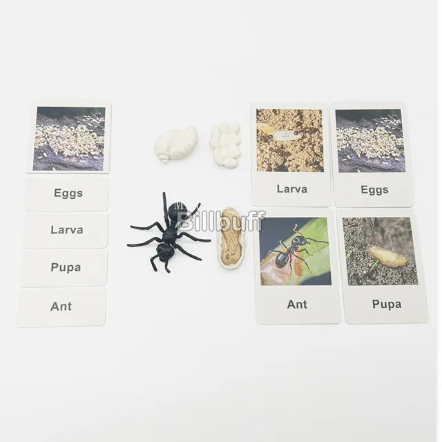 Montessori Animals and  insects Life Cycle Wooden Board Set