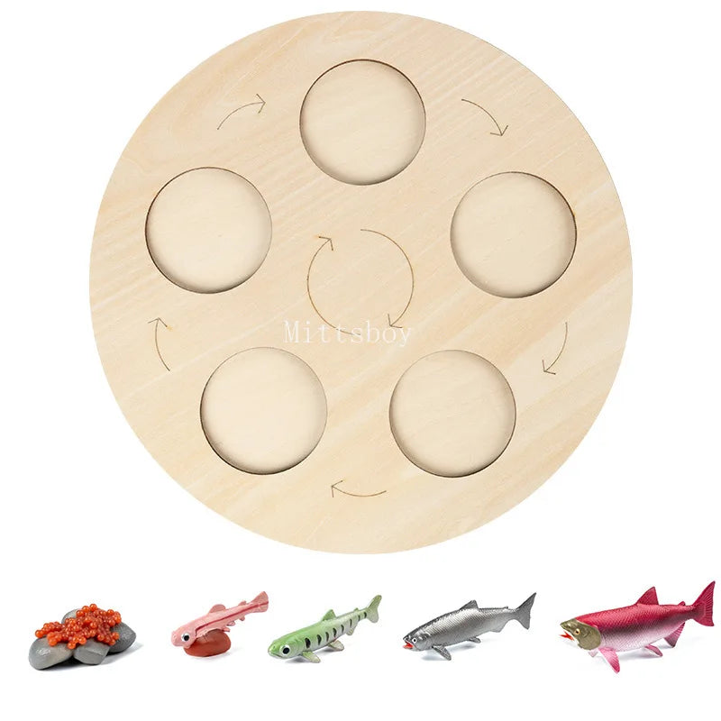 Montessori Animals and  insects Life Cycle Wooden Board Set