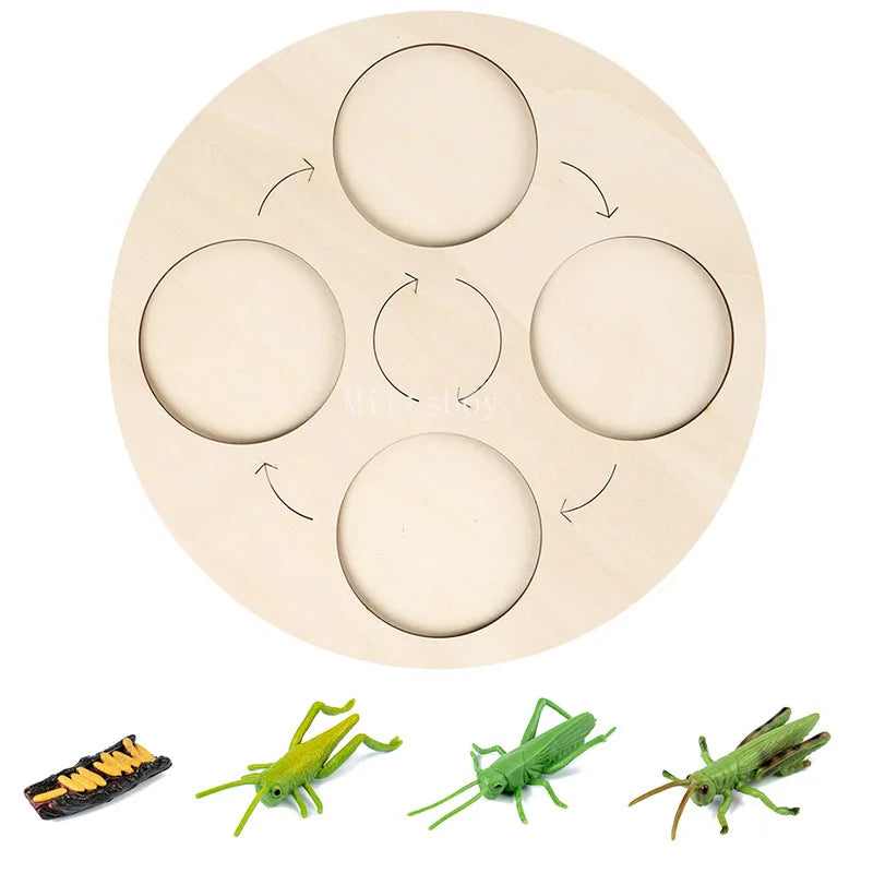 Montessori Animals and  insects Life Cycle Wooden Board Set