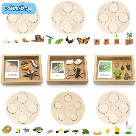 Montessori Animals and  insects Life Cycle Wooden Board Set