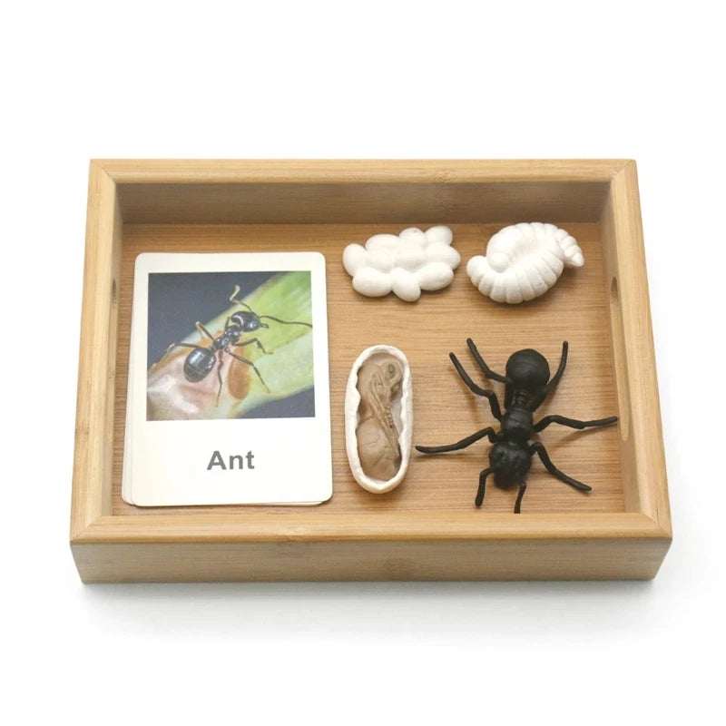 Montessori Animals and  insects Life Cycle Wooden Board Set