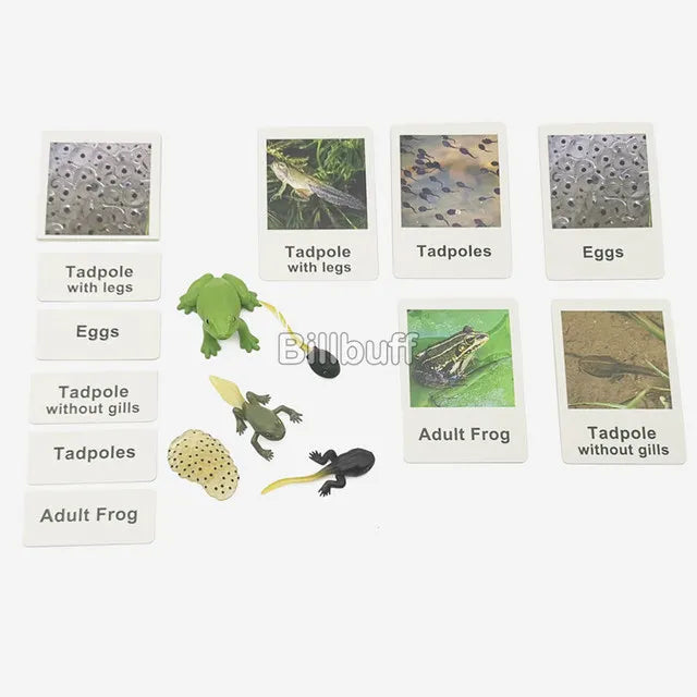 Montessori Animals and  insects Life Cycle Wooden Board Set