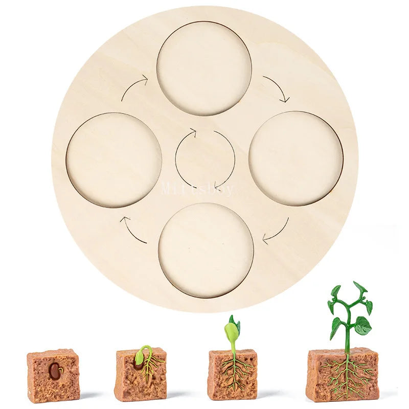 Montessori Animals and  insects Life Cycle Wooden Board Set
