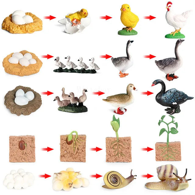 Montessori Animals and  insects Life Cycle Wooden Board Set