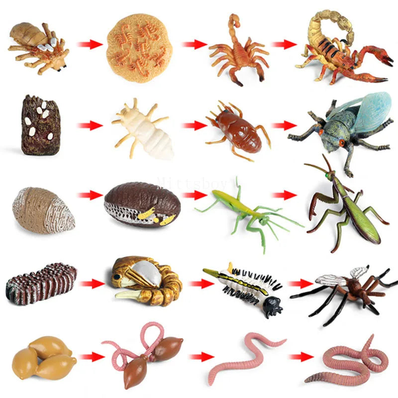 Montessori Animals and  insects Life Cycle Wooden Board Set