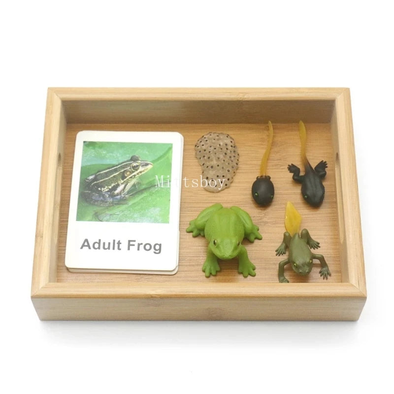Montessori Animals and  insects Life Cycle Wooden Board Set