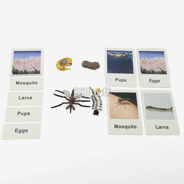 Montessori Animals and  insects Life Cycle Wooden Board Set