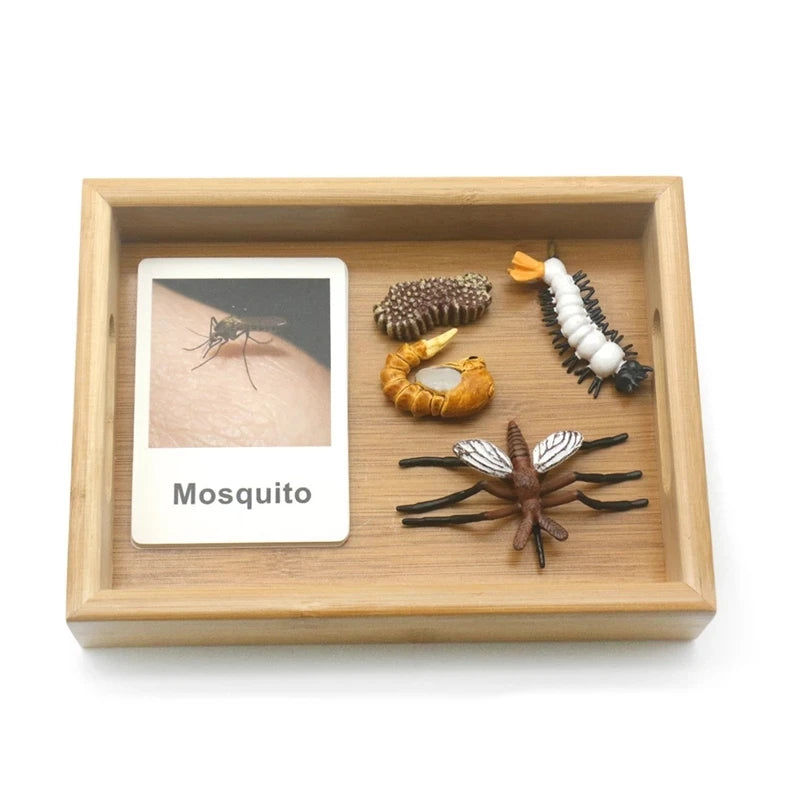 Montessori Animals and  insects Life Cycle Wooden Board Set
