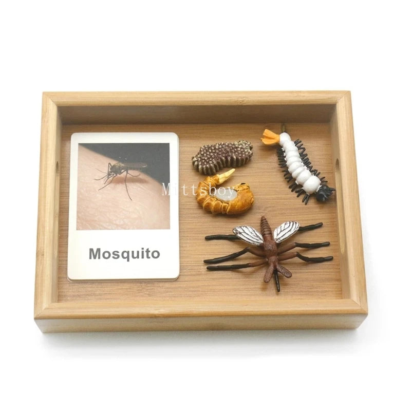 Montessori Animals and  insects Life Cycle Wooden Board Set