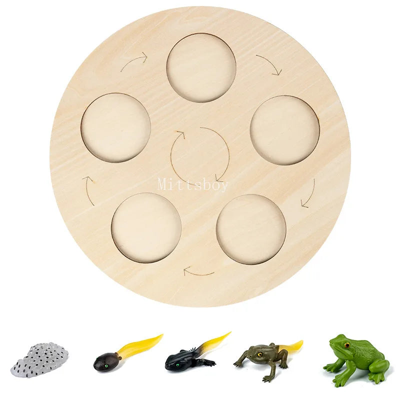 Montessori Animals and  insects Life Cycle Wooden Board Set