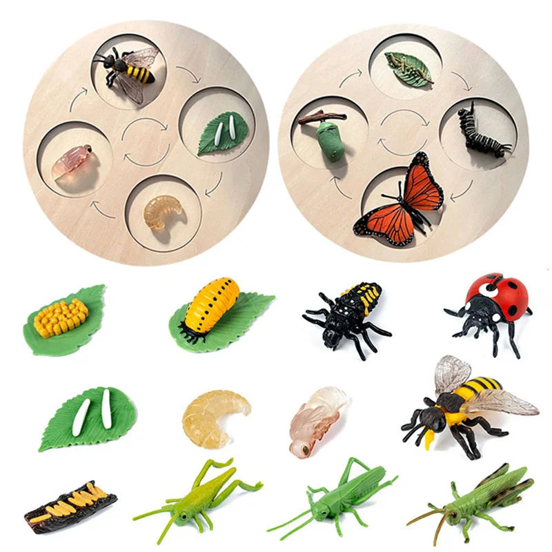 Montessori Animals and  insects Life Cycle Wooden Board Set