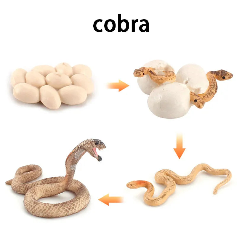 New Animal Life Cycle Board Children Toys Montessori Teaching Aids Plant Animal Growth Cycle Model Set Preschool Cognitive Toys