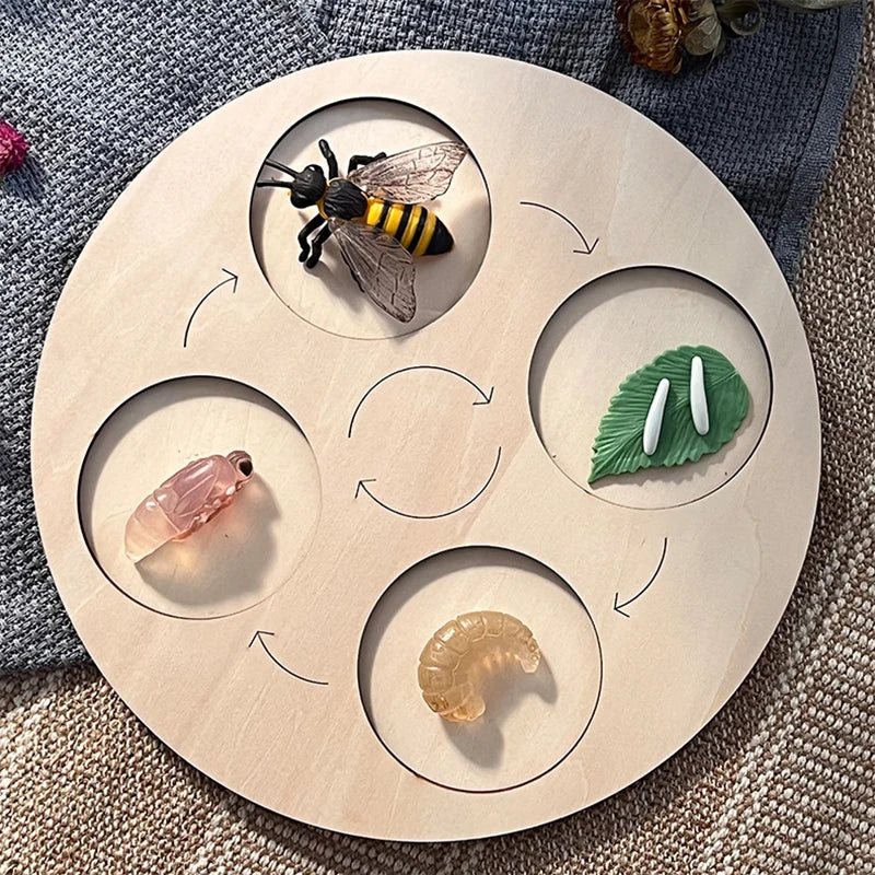 New Animal Life Cycle Board Children Toys Montessori Teaching Aids Plant Animal Growth Cycle Model Set Preschool Cognitive Toys