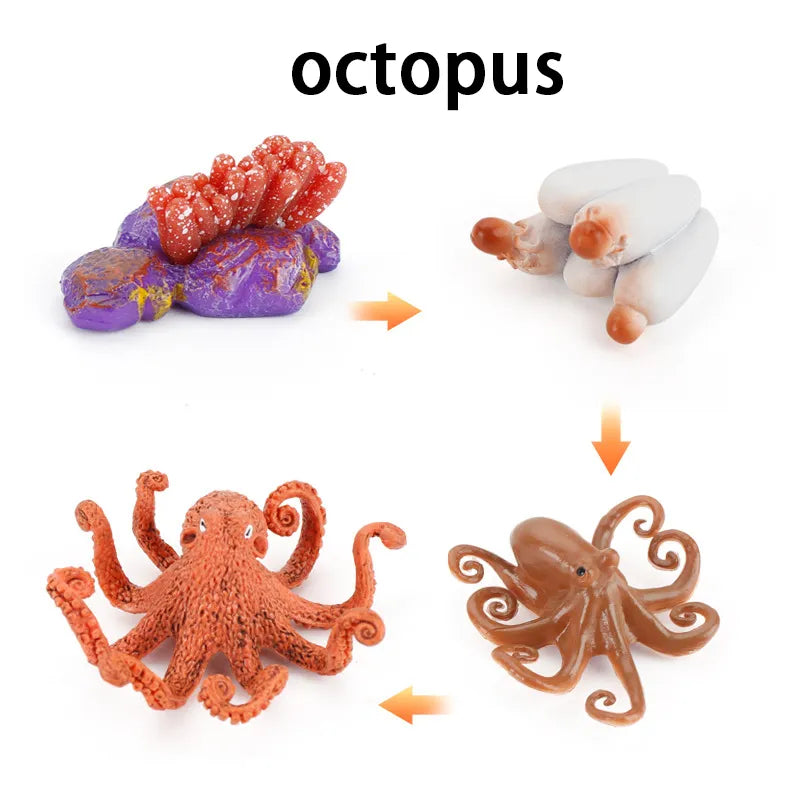 New Animal Life Cycle Board Children Toys Montessori Teaching Aids Plant Animal Growth Cycle Model Set Preschool Cognitive Toys