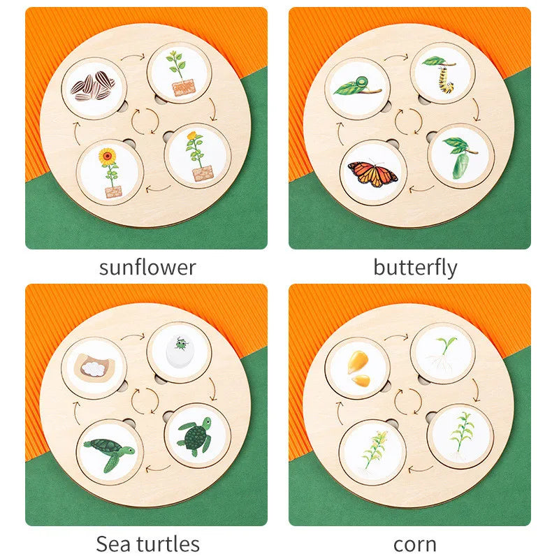 Montessori Life Cycle Sensory Tray
