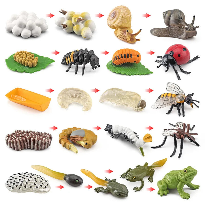 New Animal Life Cycle Board Children Toys Montessori Teaching Aids Plant Animal Growth Cycle Model Set Preschool Cognitive Toys