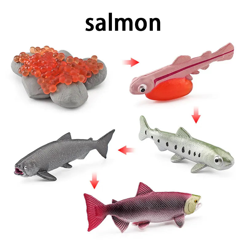 New Animal Life Cycle Board Children Toys Montessori Teaching Aids Plant Animal Growth Cycle Model Set Preschool Cognitive Toys