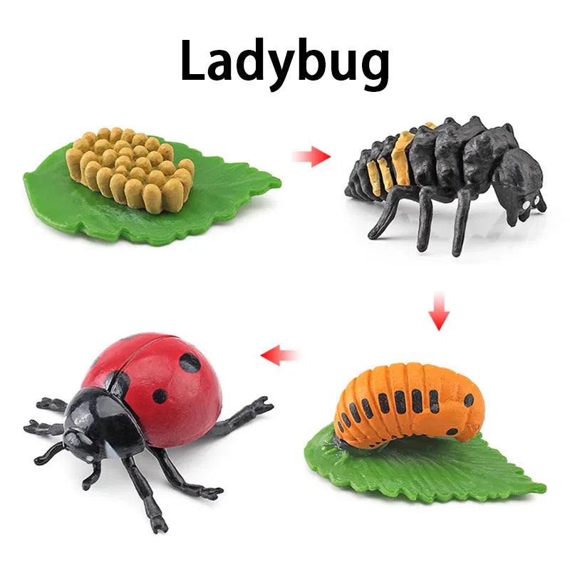 New Animal Life Cycle Board Children Toys Montessori Teaching Aids Plant Animal Growth Cycle Model Set Preschool Cognitive Toys