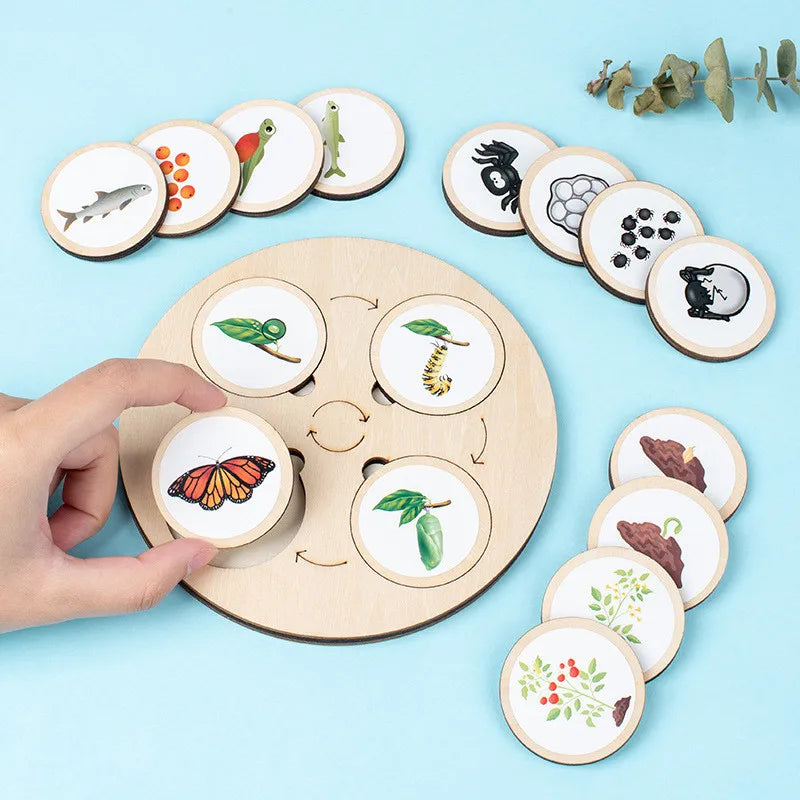 Montessori Life Cycle Sensory Tray