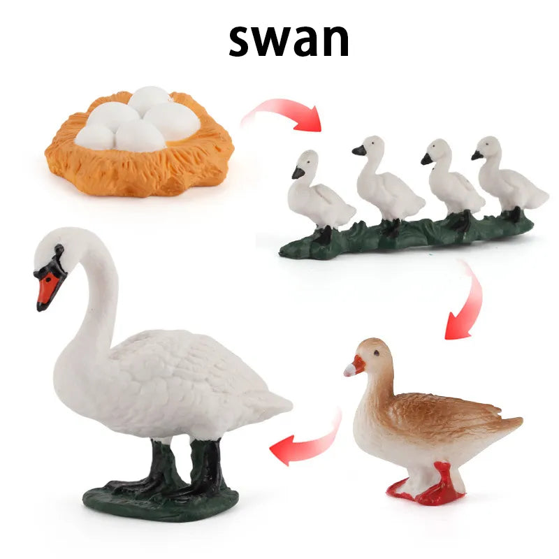 New Animal Life Cycle Board Children Toys Montessori Teaching Aids Plant Animal Growth Cycle Model Set Preschool Cognitive Toys