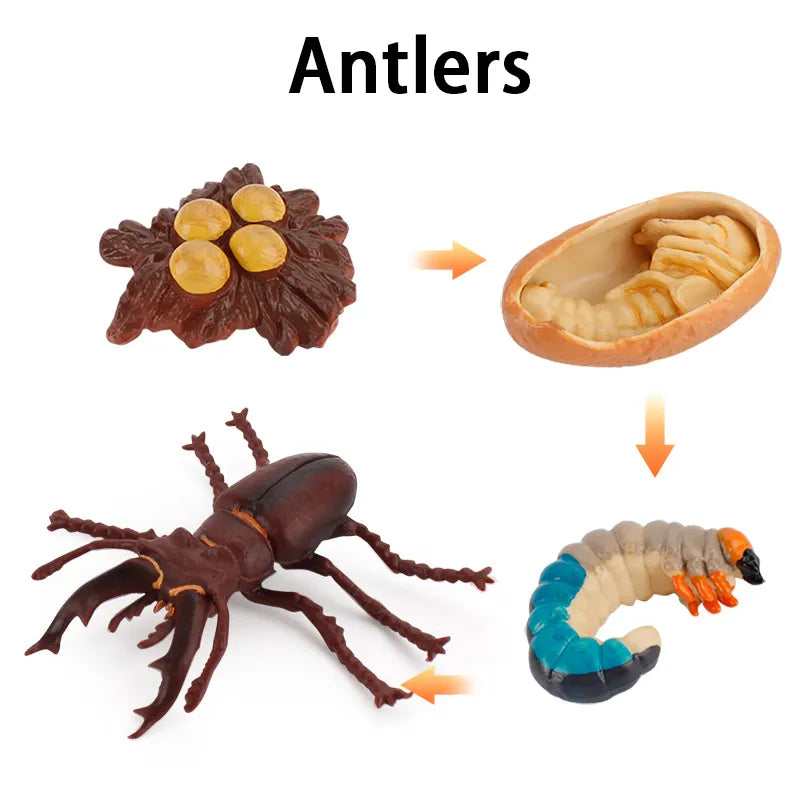 New Animal Life Cycle Board Children Toys Montessori Teaching Aids Plant Animal Growth Cycle Model Set Preschool Cognitive Toys