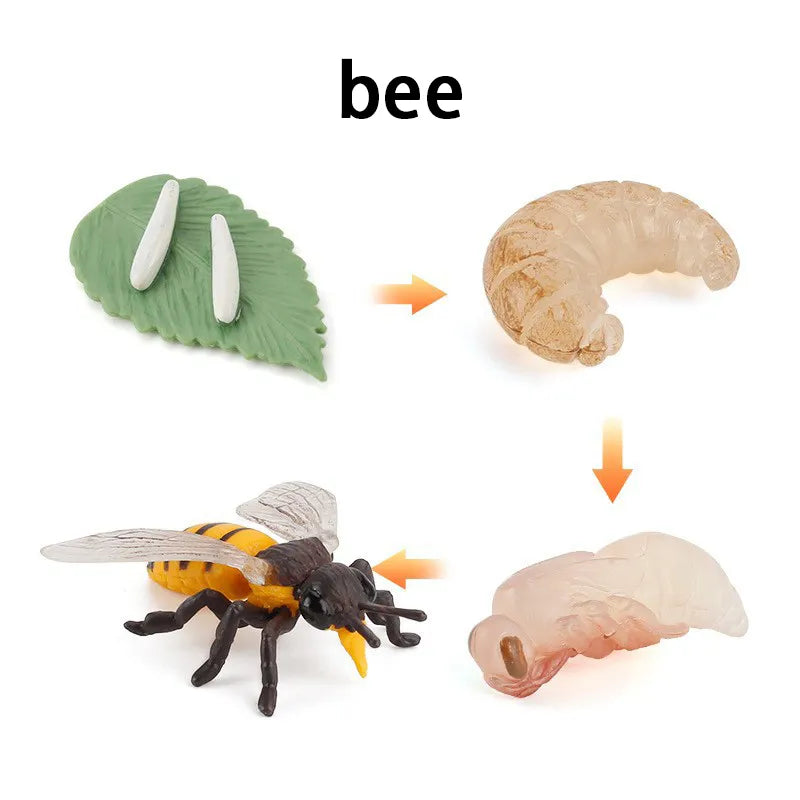 New Animal Life Cycle Board Children Toys Montessori Teaching Aids Plant Animal Growth Cycle Model Set Preschool Cognitive Toys