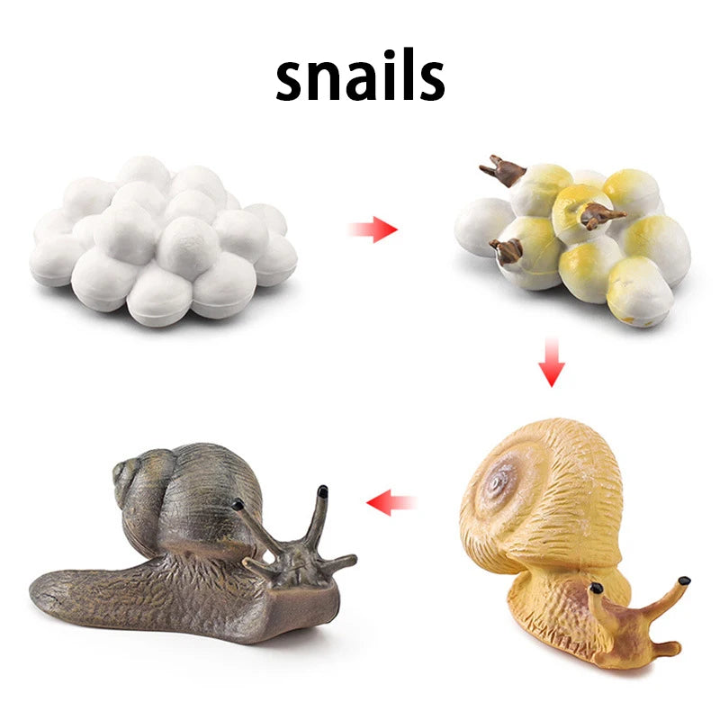 New Animal Life Cycle Board Children Toys Montessori Teaching Aids Plant Animal Growth Cycle Model Set Preschool Cognitive Toys