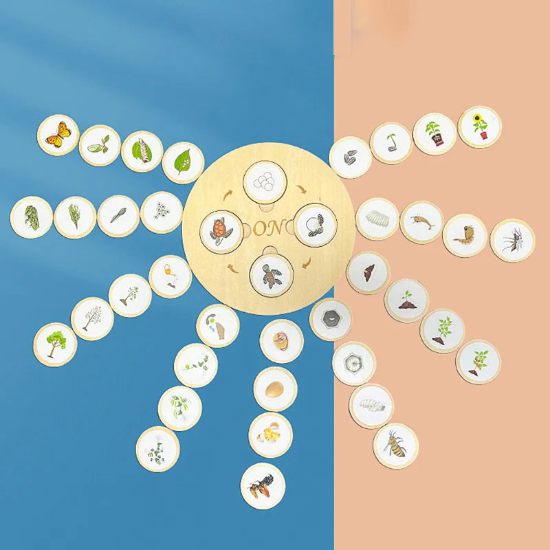 New Animal Life Cycle Board Children Toys Montessori Teaching Aids Plant Animal Growth Cycle Model Set Preschool Cognitive Toys