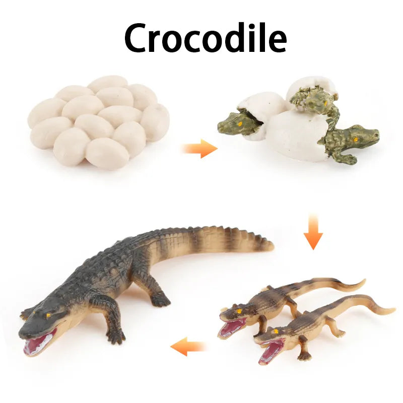 New Animal Life Cycle Board Children Toys Montessori Teaching Aids Plant Animal Growth Cycle Model Set Preschool Cognitive Toys