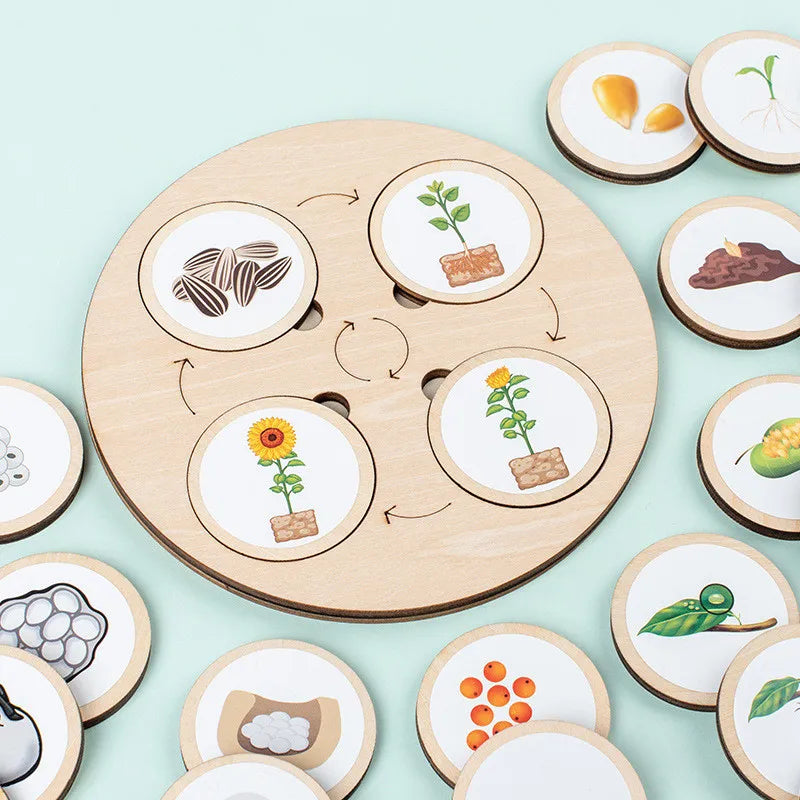 Montessori Life Cycle Sensory Tray