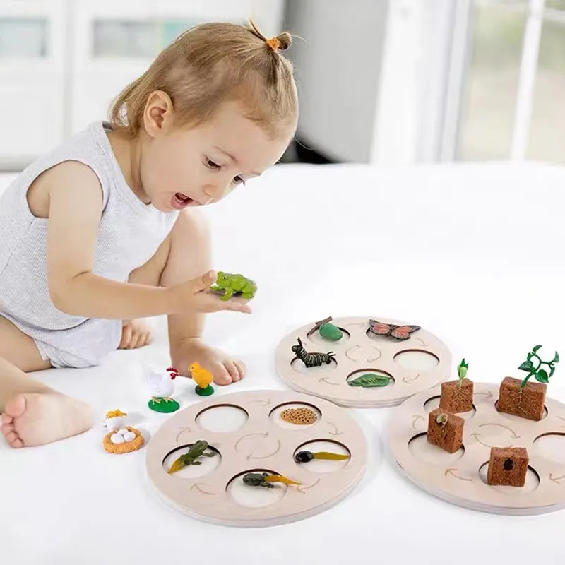 New Animal Life Cycle Board Children Toys Montessori Teaching Aids Plant Animal Growth Cycle Model Set Preschool Cognitive Toys