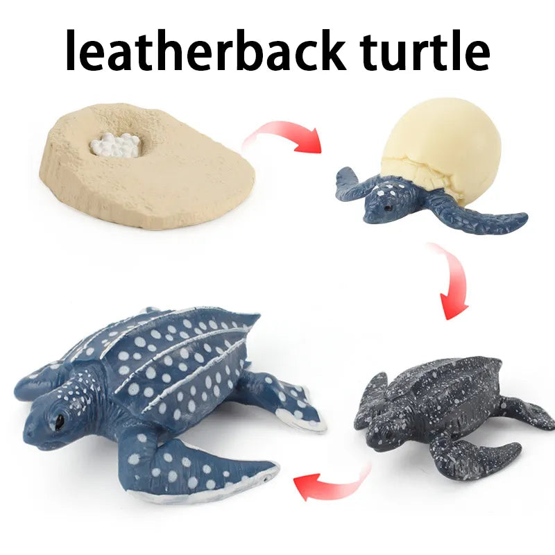 New Animal Life Cycle Board Children Toys Montessori Teaching Aids Plant Animal Growth Cycle Model Set Preschool Cognitive Toys