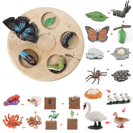 New Animal Life Cycle Board Children Toys Montessori Teaching Aids Plant Animal Growth Cycle Model Set Preschool Cognitive Toys