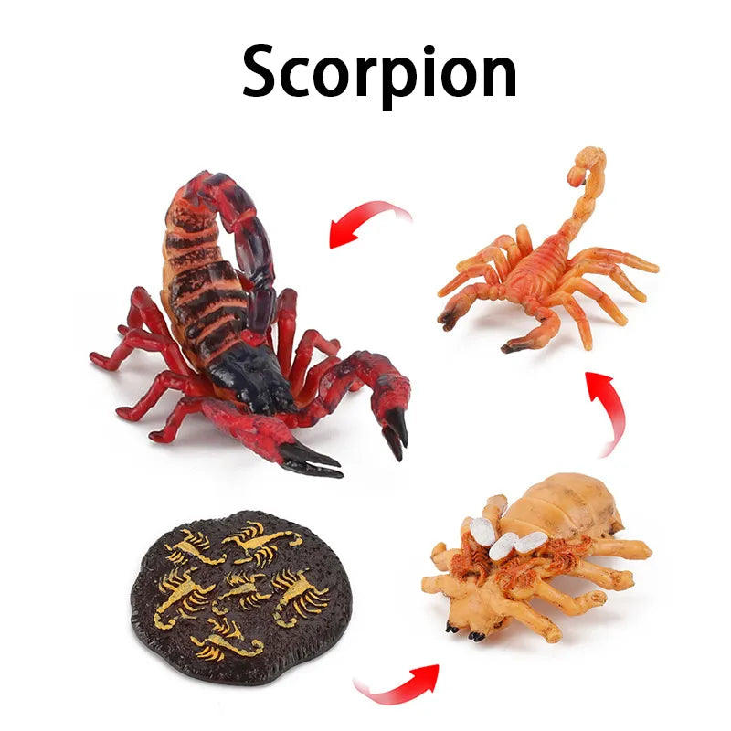 New Animal Life Cycle Board Children Toys Montessori Teaching Aids Plant Animal Growth Cycle Model Set Preschool Cognitive Toys