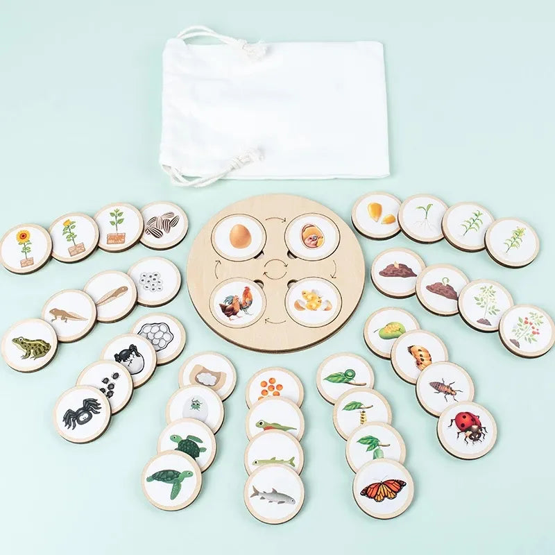 New Animal Life Cycle Board Children Toys Montessori Teaching Aids Plant Animal Growth Cycle Model Set Preschool Cognitive Toys